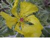 image of Argemone mexicana