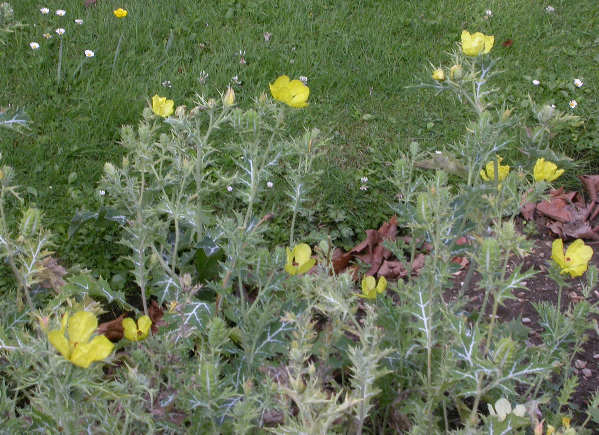 Papaveraceae Argemone mexicana