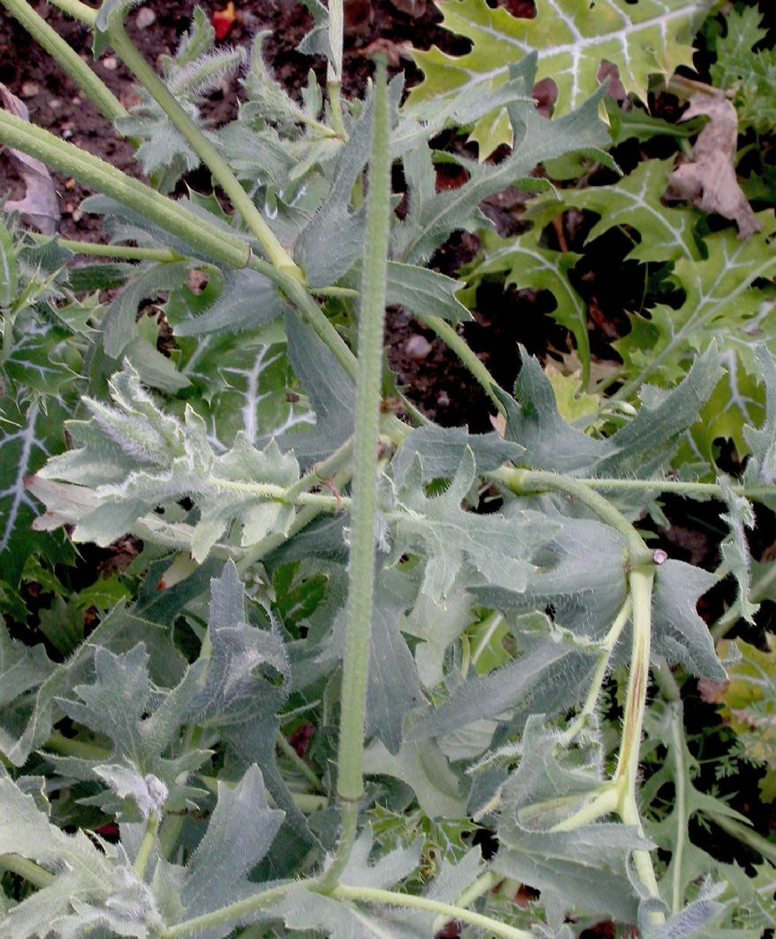 Papaveraceae Argemone mexicana