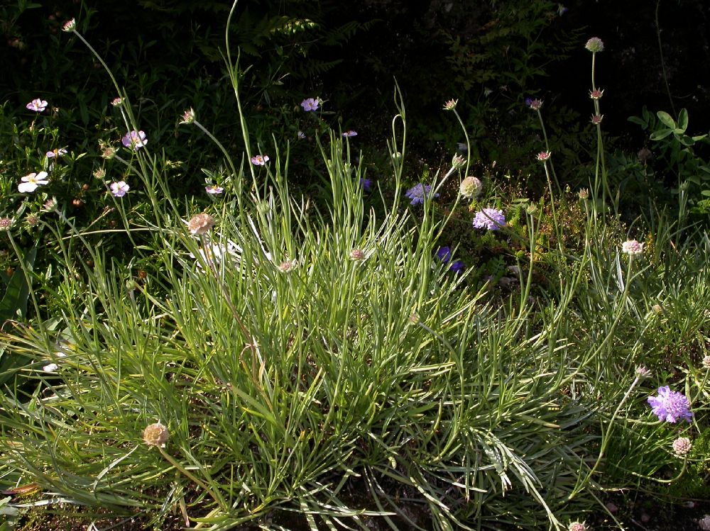 Dipsacaceae Scabiosa graminifolia