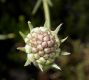 image of Scabiosa graminifolia