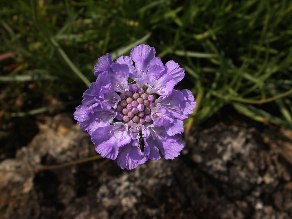 Dipsacaceae Scabiosa graminifolia