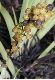 image of Sisyrinchium striatum