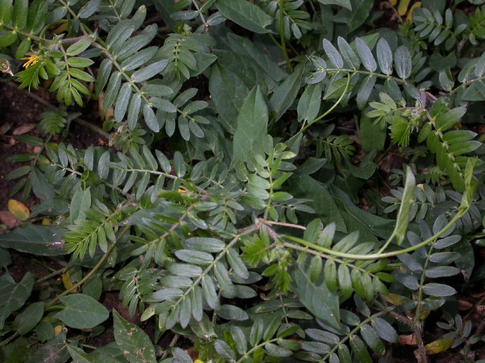 Zygophyllaceae Tribulus terrestris
