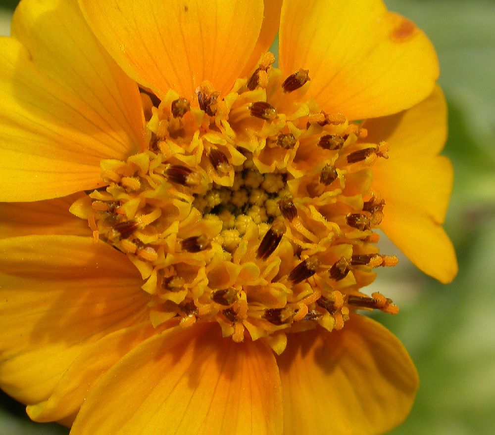 Asteraceae Tridax lobata