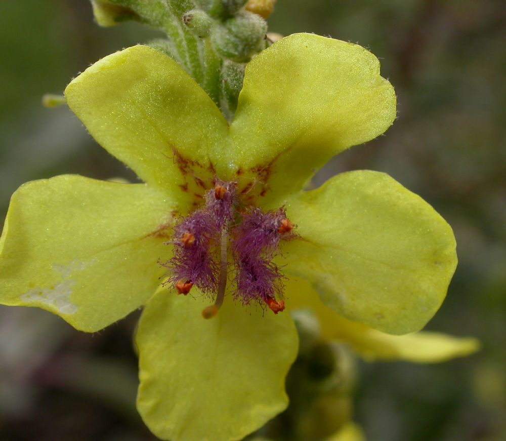 Scrophulariaceae Verbascum pulverulentum