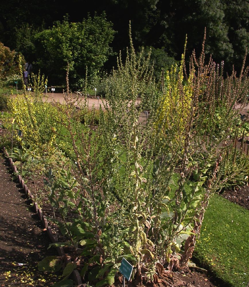 Scrophulariaceae Verbascum pulverulentum