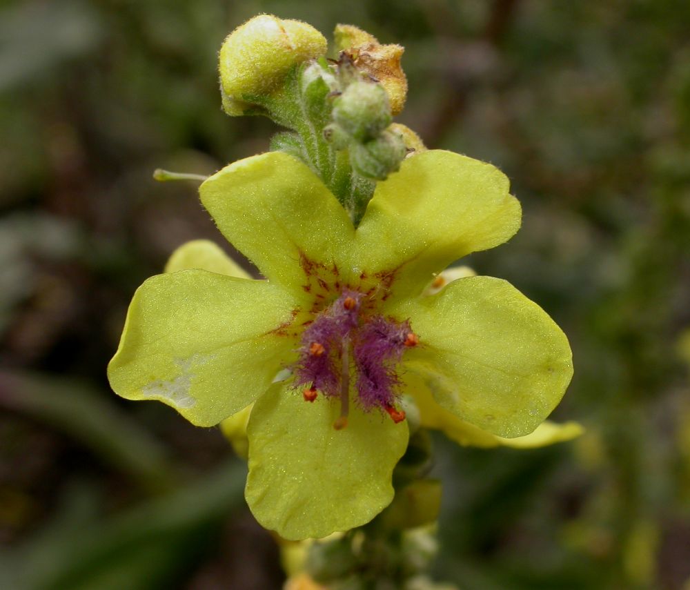 Scrophulariaceae Verbascum pulverulentum