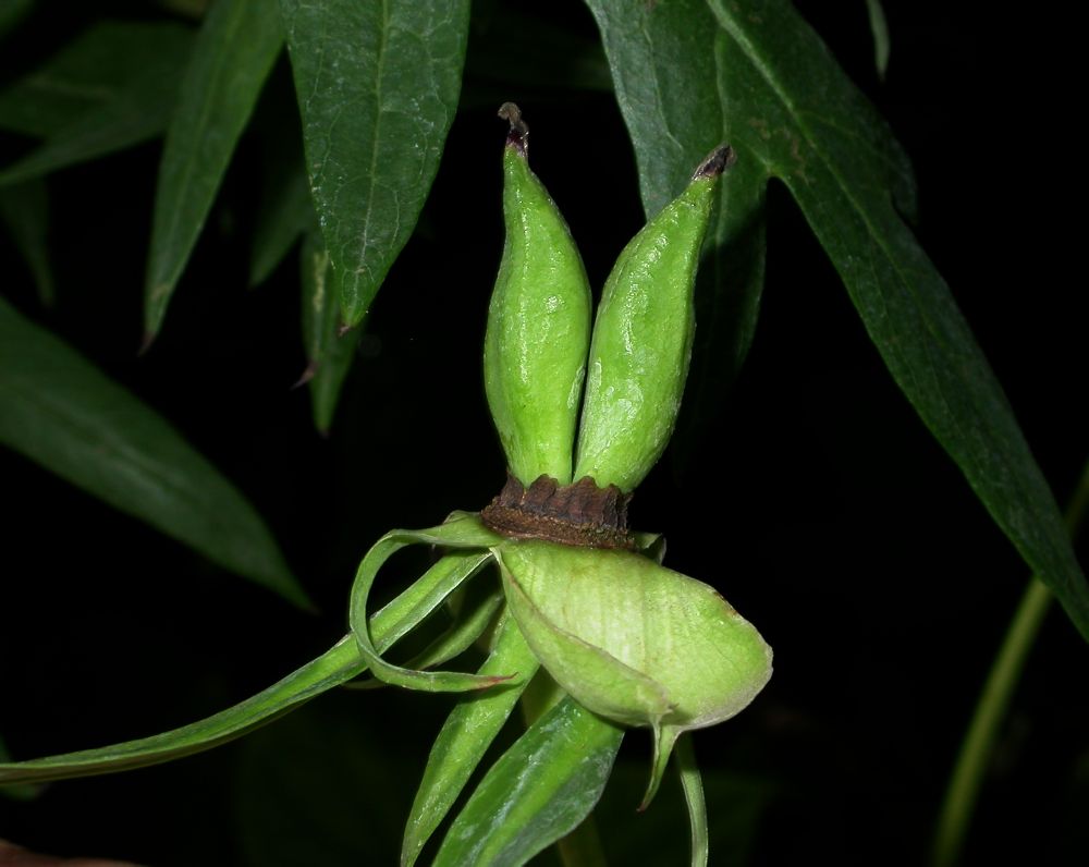 Apocynaceae Vincetoxicum mongolicum