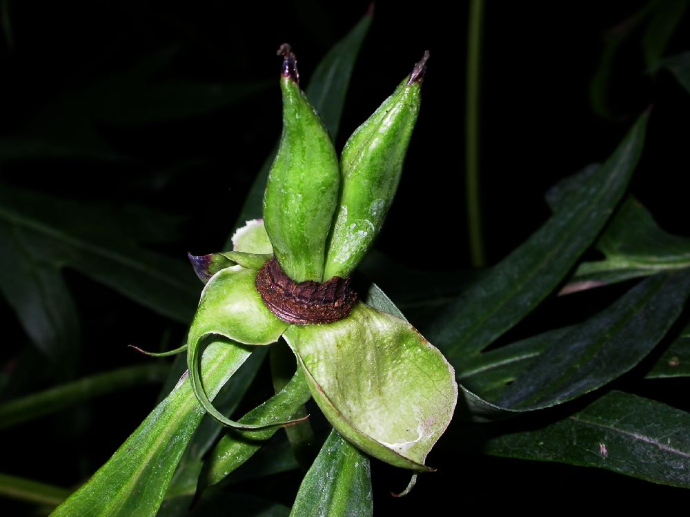 Apocynaceae Vincetoxicum mongolicum