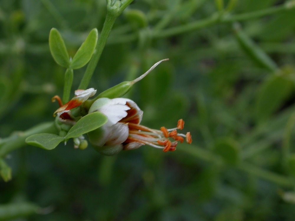 Zygophyllaceae Zygophyllum fabago