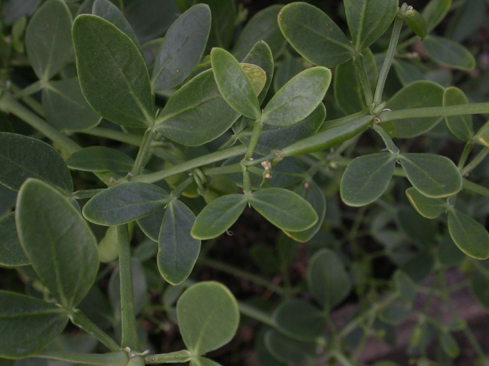 Zygophyllaceae Zygophyllum fabago