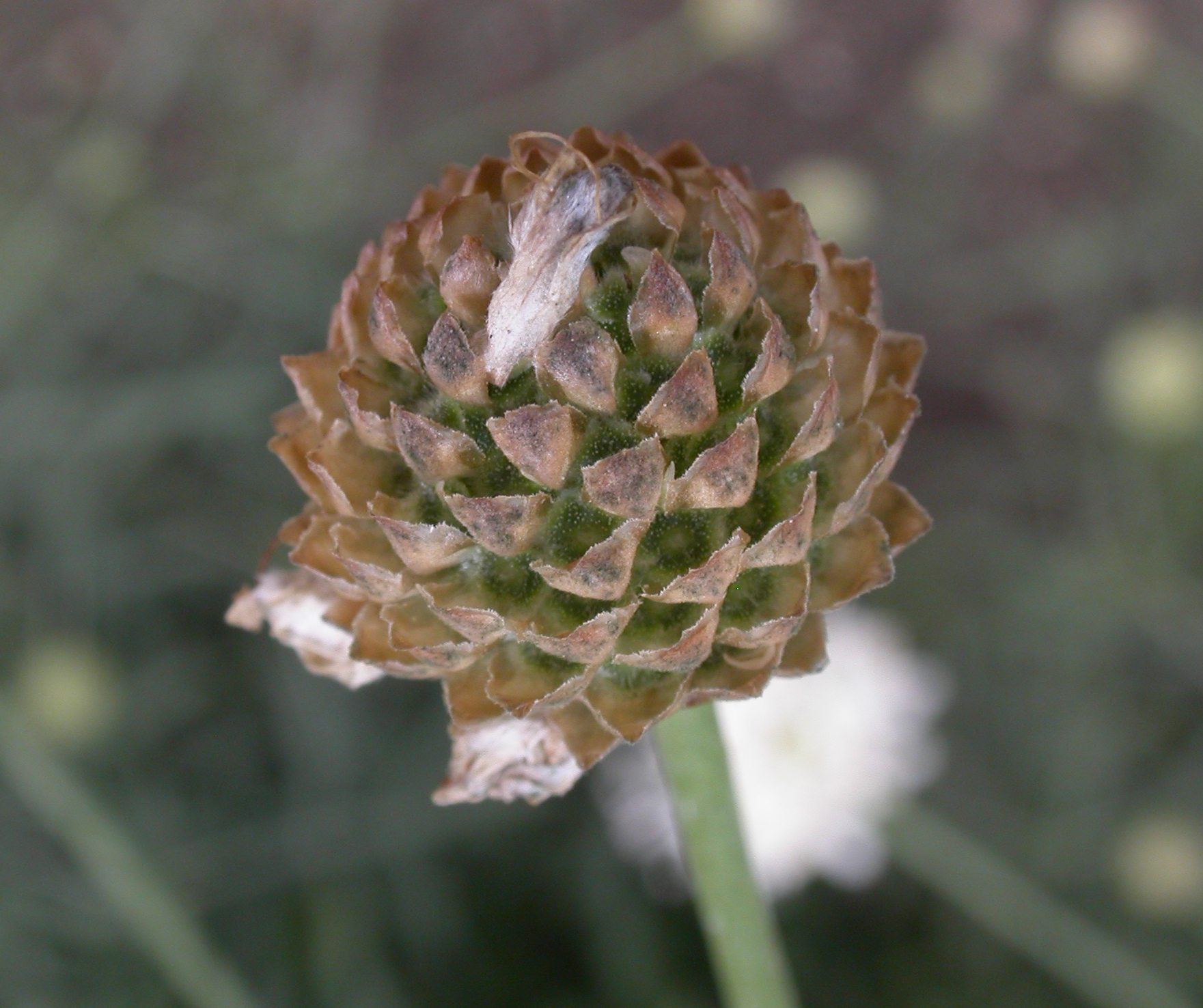 Dipsacaceae Cephalaria leucantha