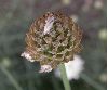 image of Cephalaria leucantha