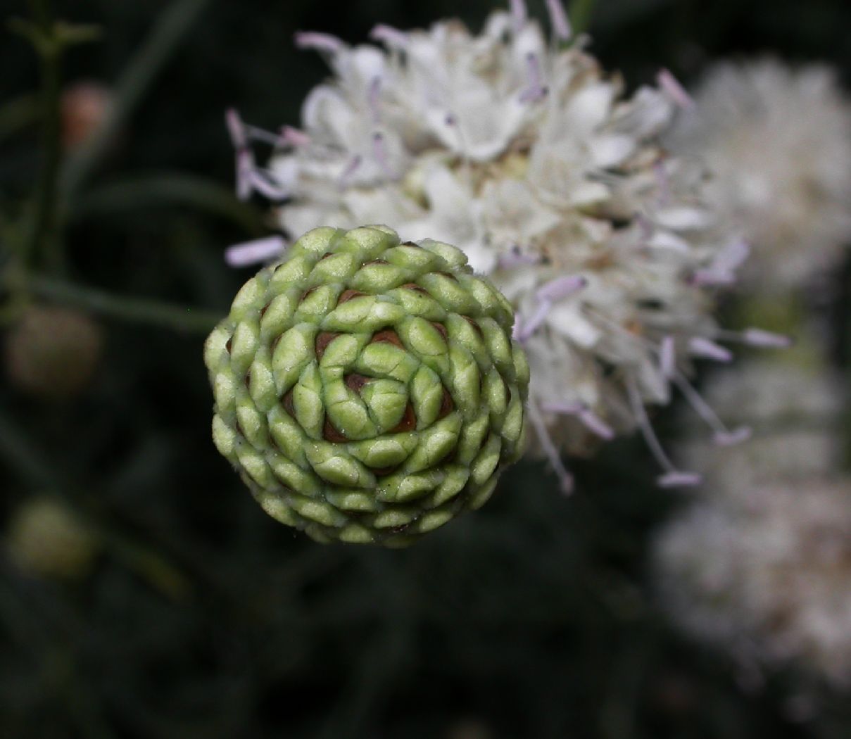 Dipsacaceae Cephalaria leucantha