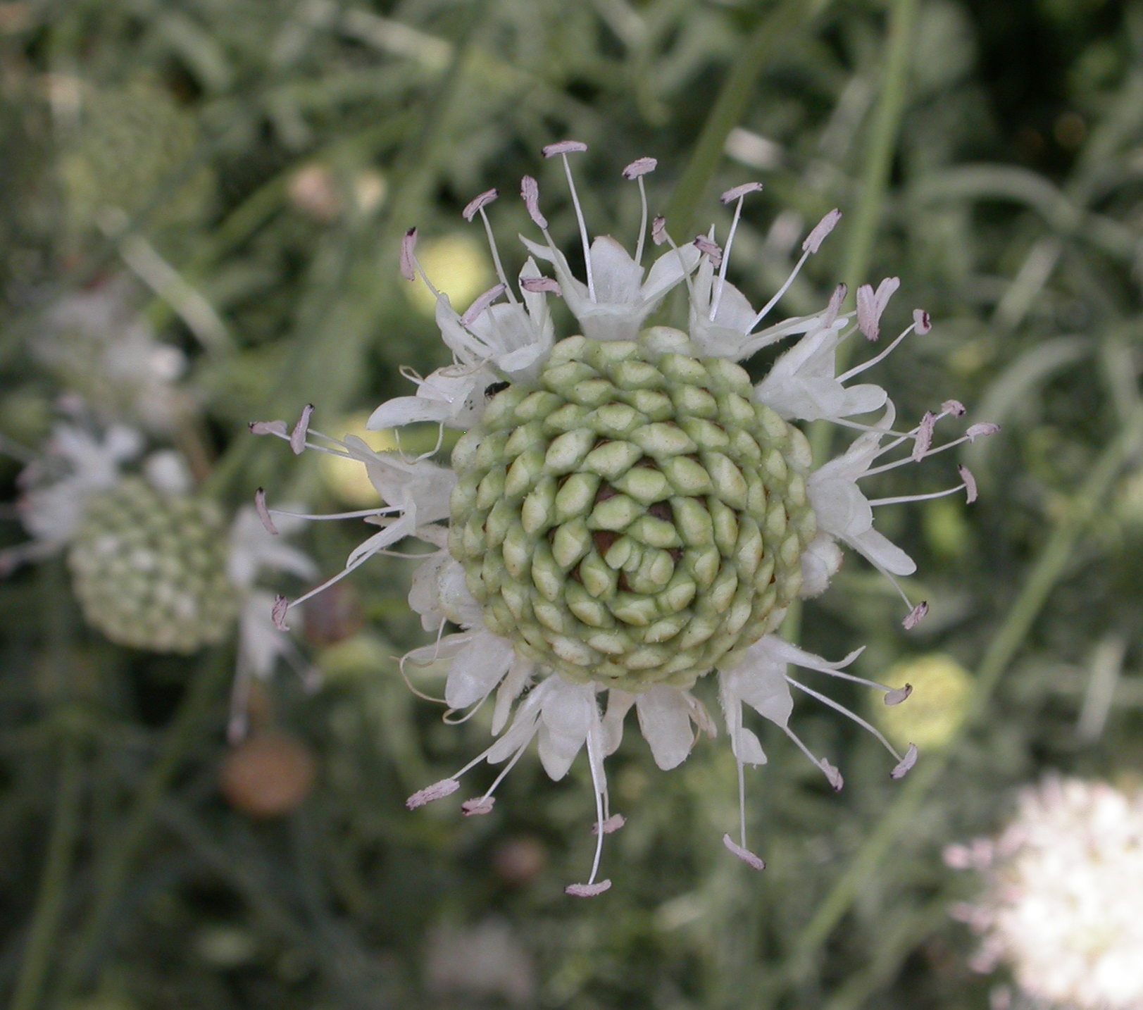 Dipsacaceae Cephalaria leucantha
