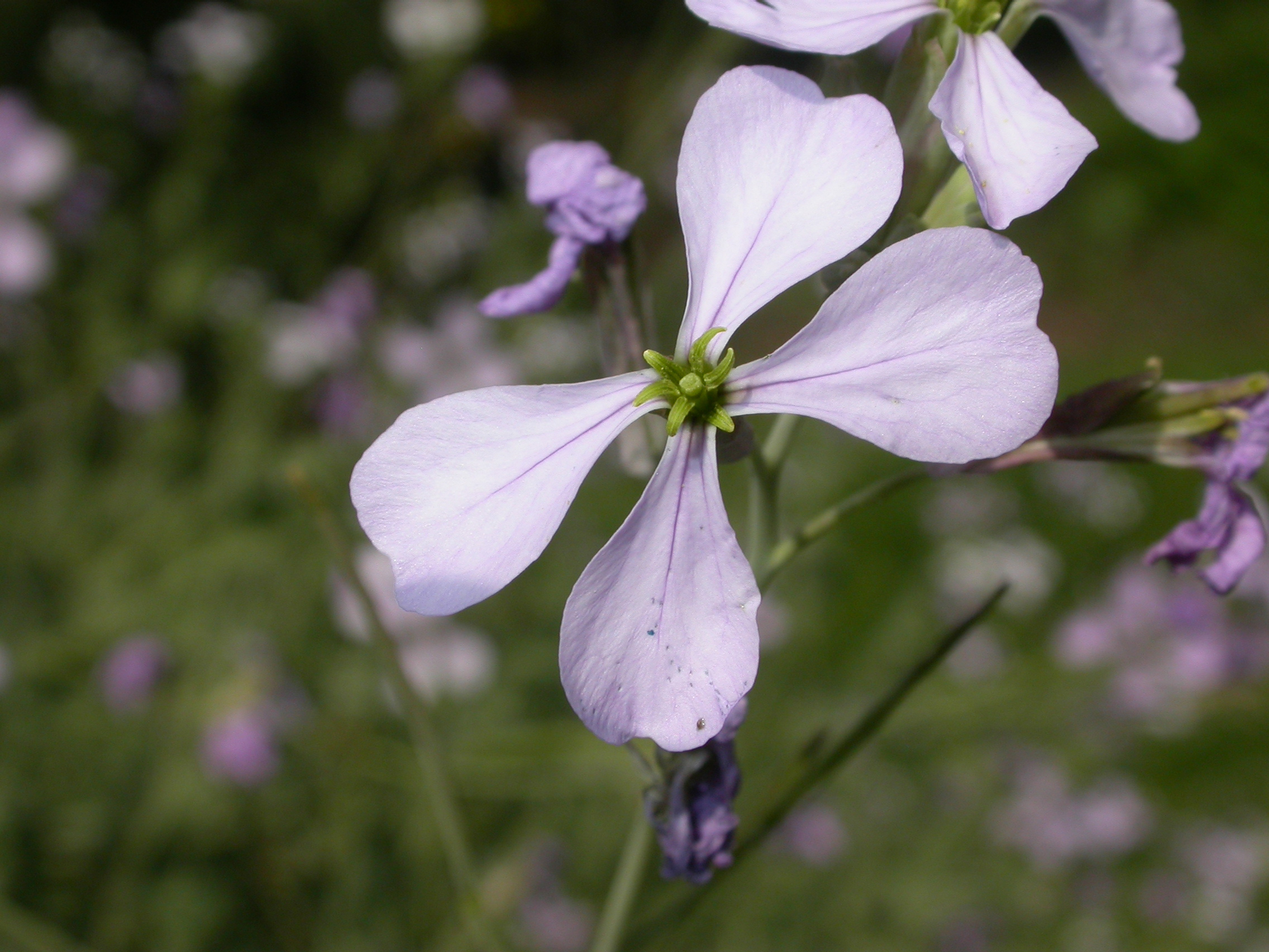 Brassicaceae Diplotaxis viminea