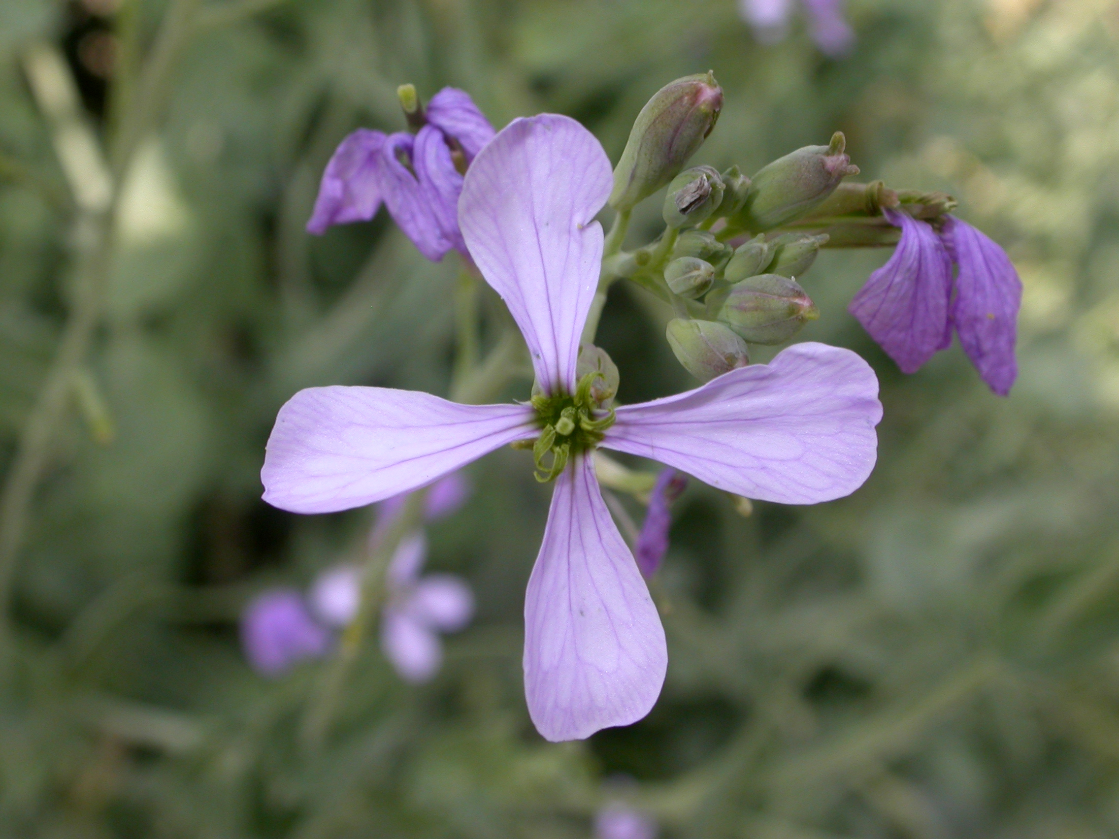 Brassicaceae Diplotaxis viminea