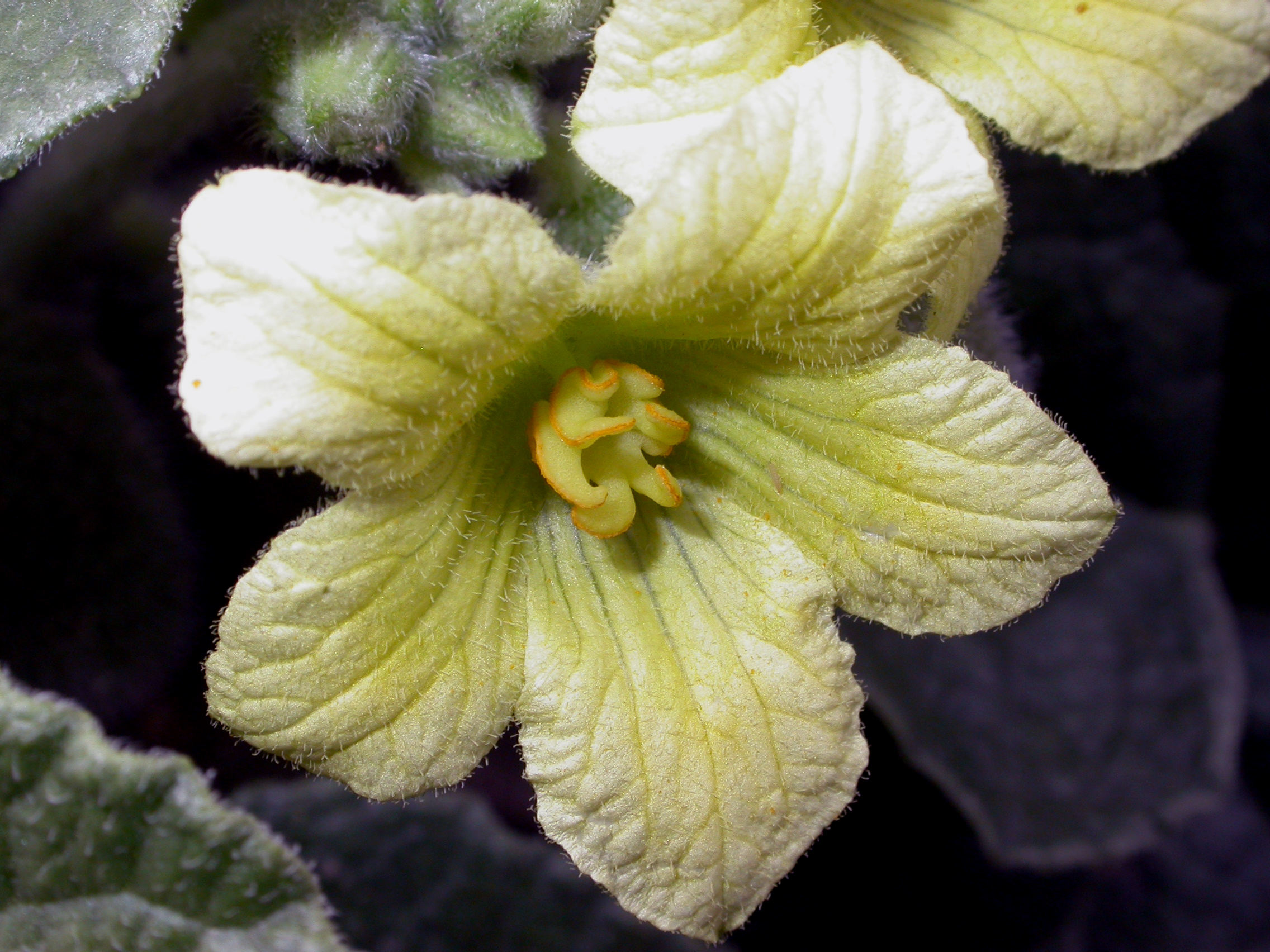 Cucurbitaceae Ecballium elaterium