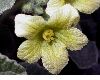 image of Ecballium elaterium