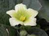 image of Ecballium elaterium