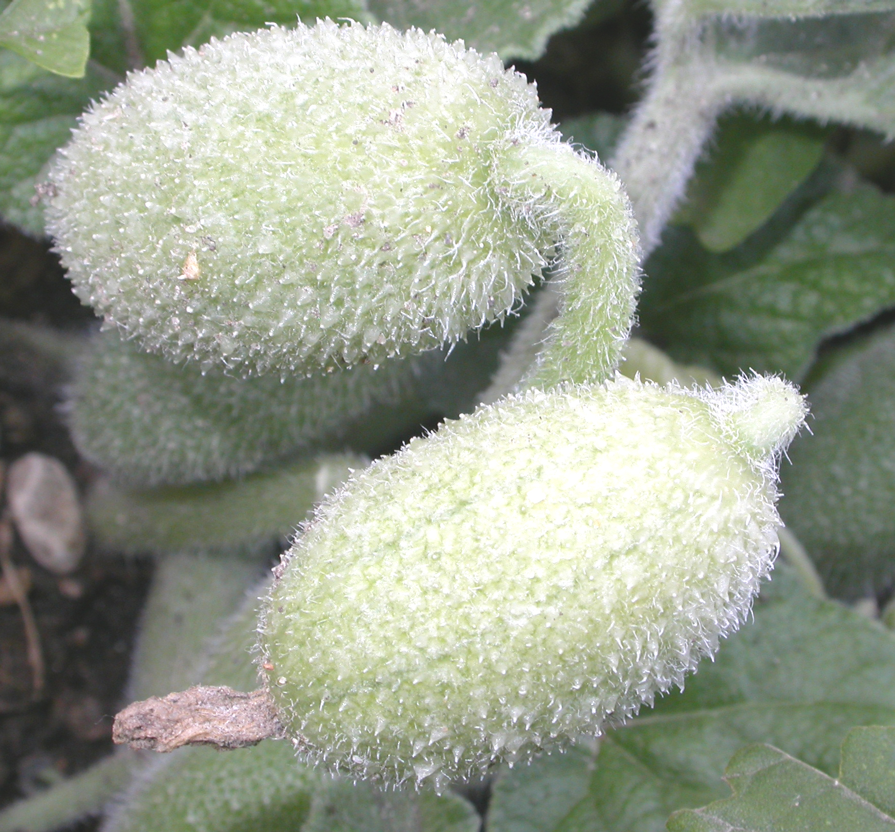 Cucurbitaceae Ecballium elaterium