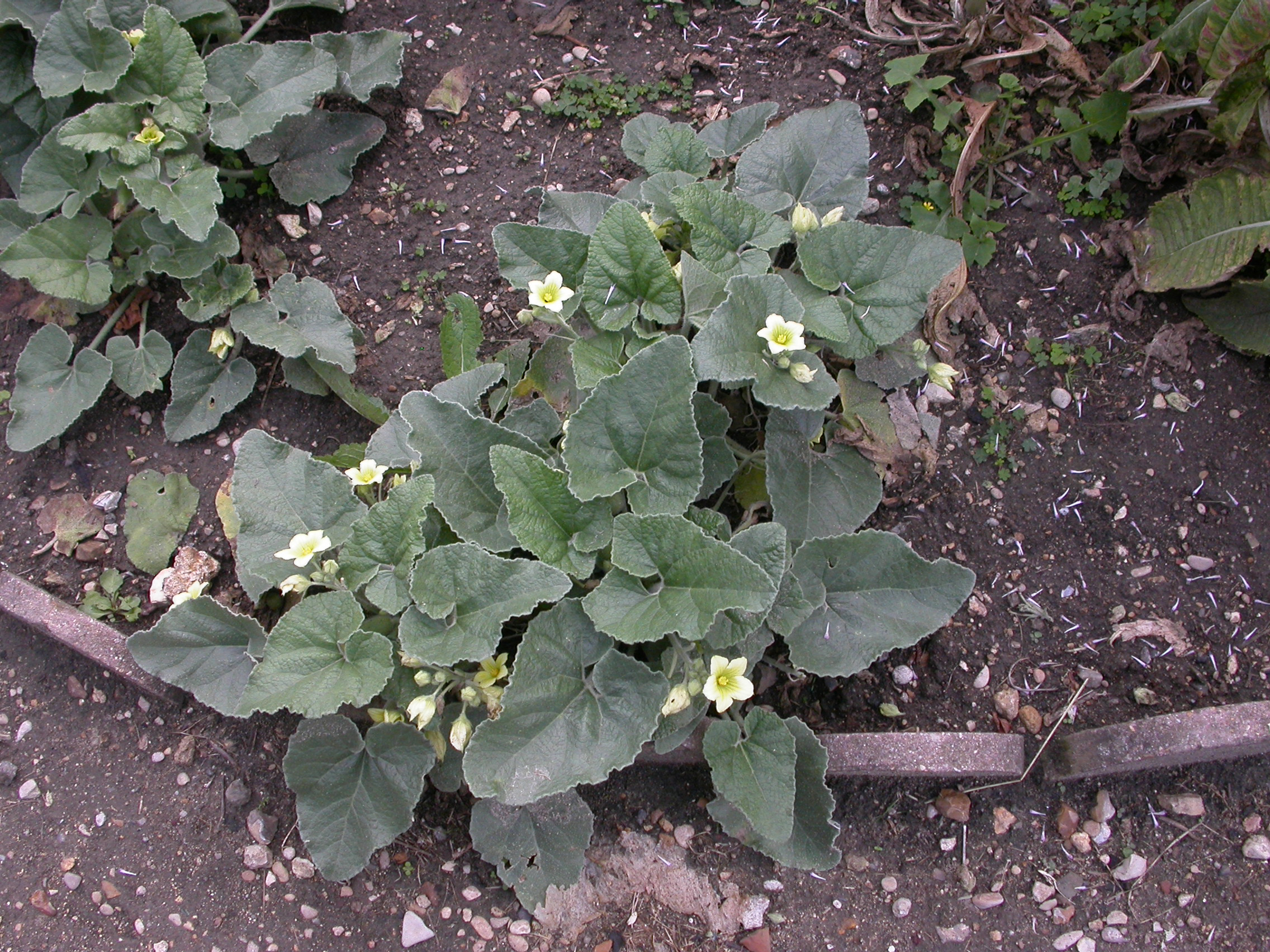 Cucurbitaceae Ecballium elaterium