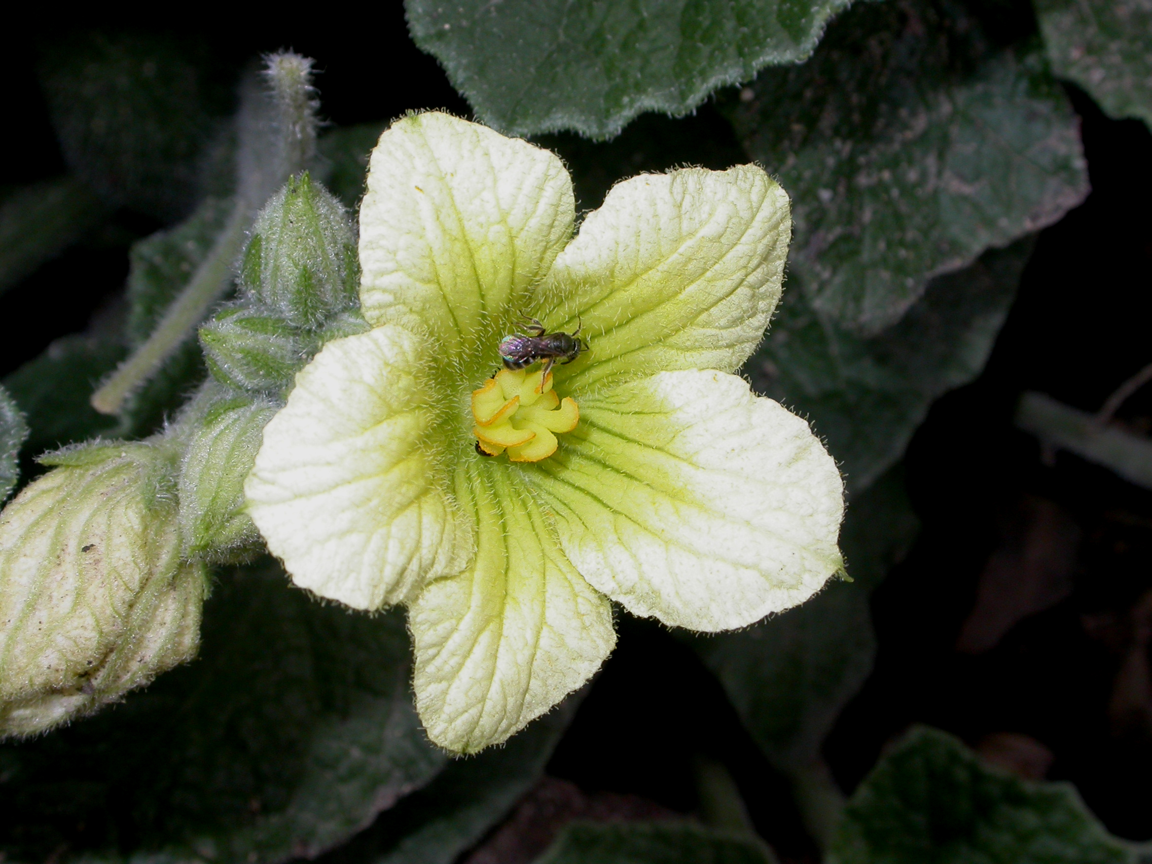 Cucurbitaceae Ecballium elaterium