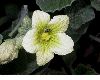 image of Ecballium elaterium