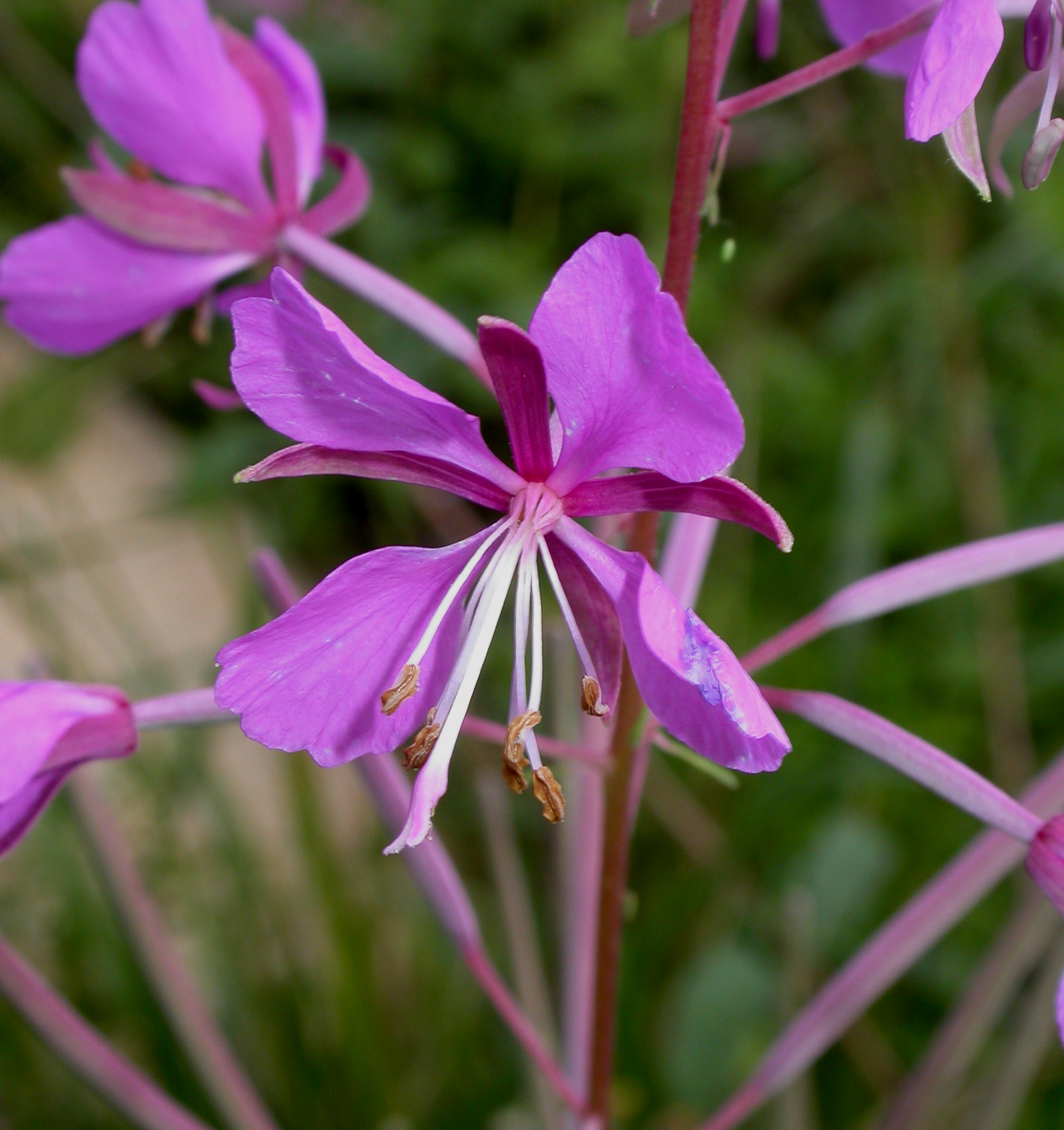 Onagraceae Epilobium angustifolium