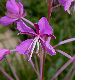 image of Epilobium angustifolium