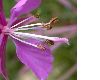 image of Epilobium angustifolium