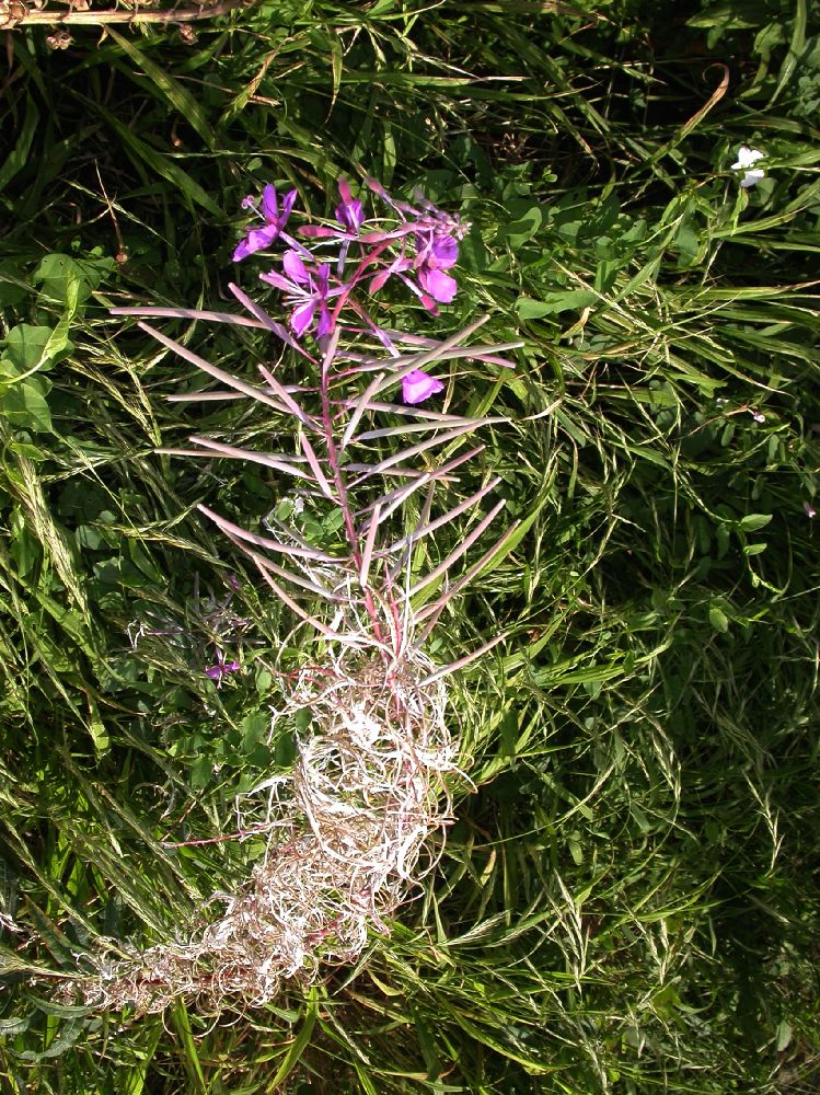 Onagraceae Epilobium angustifolium