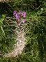 image of Epilobium angustifolium