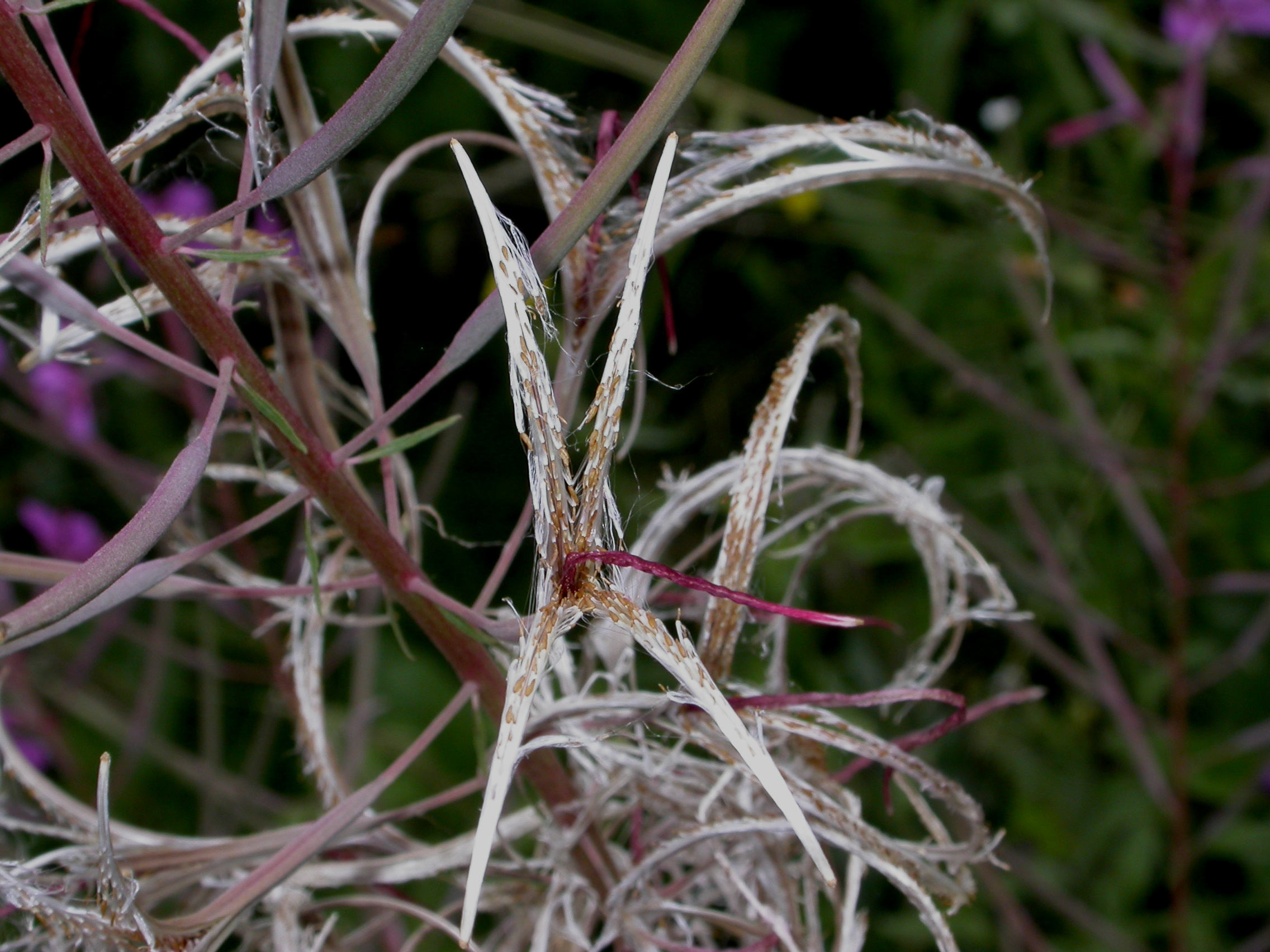Onagraceae Epilobium angustifolium