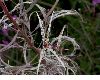 image of Epilobium angustifolium