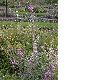 image of Epilobium angustifolium