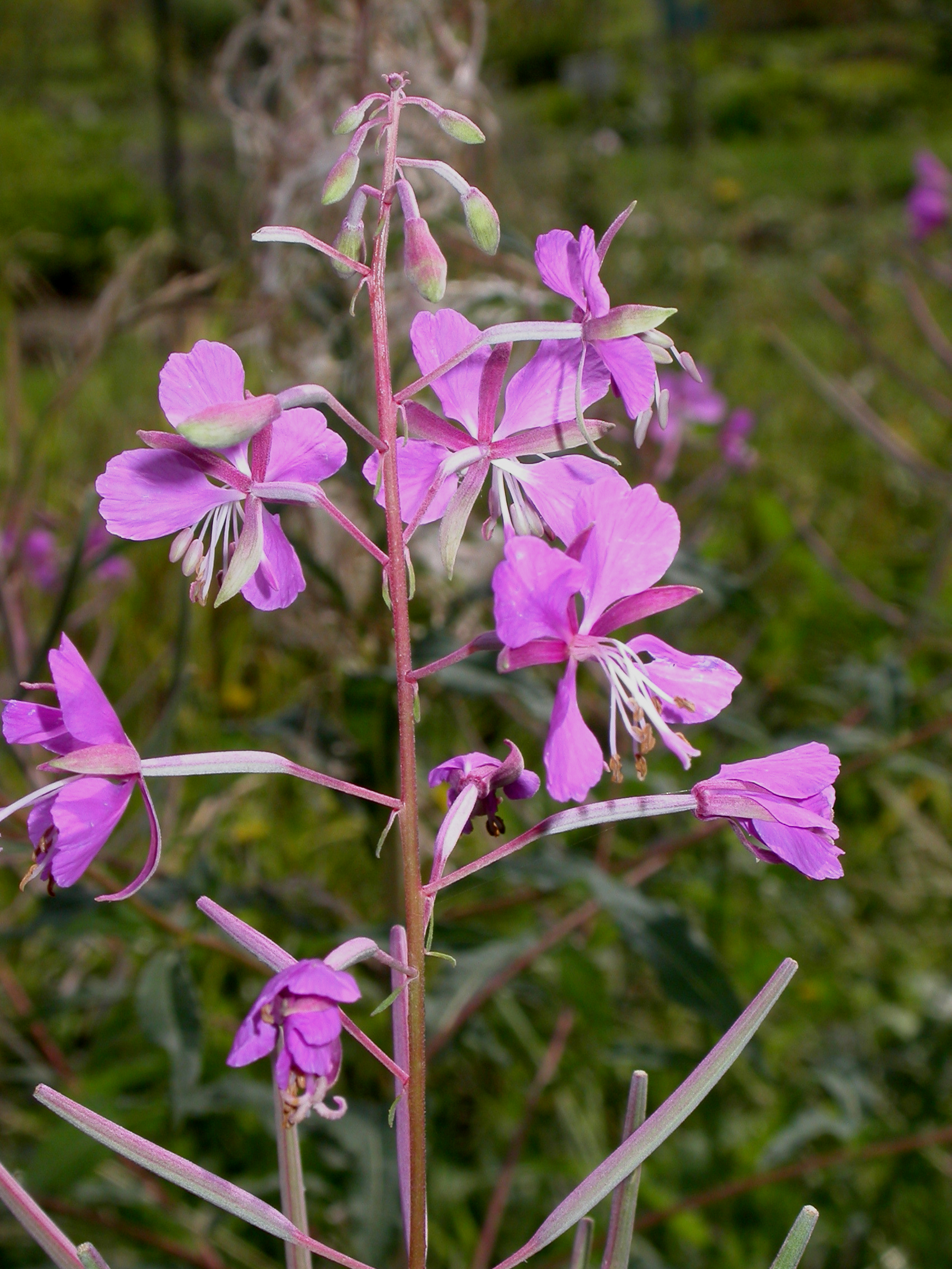 Onagraceae Epilobium angustifolium