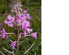 image of Epilobium angustifolium