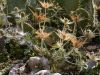 image of Eryngium eburneum