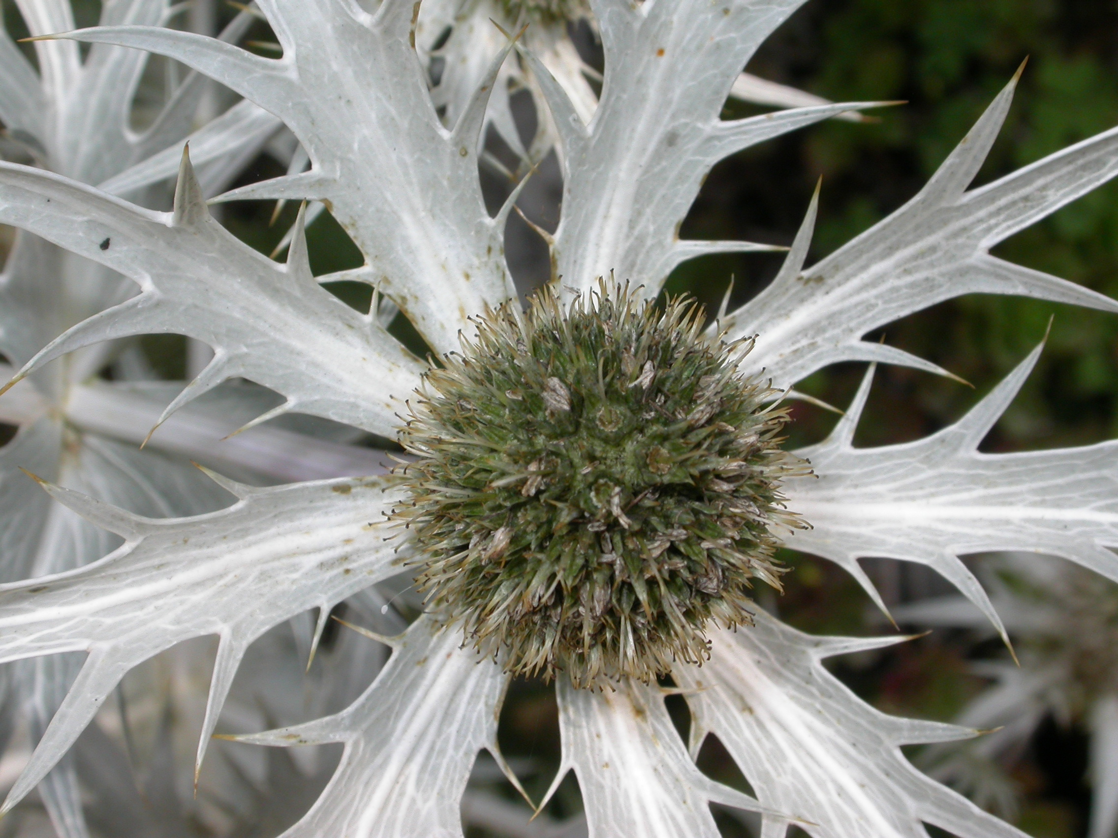 Apiaceae Eryngium eburneum
