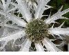 image of Eryngium eburneum