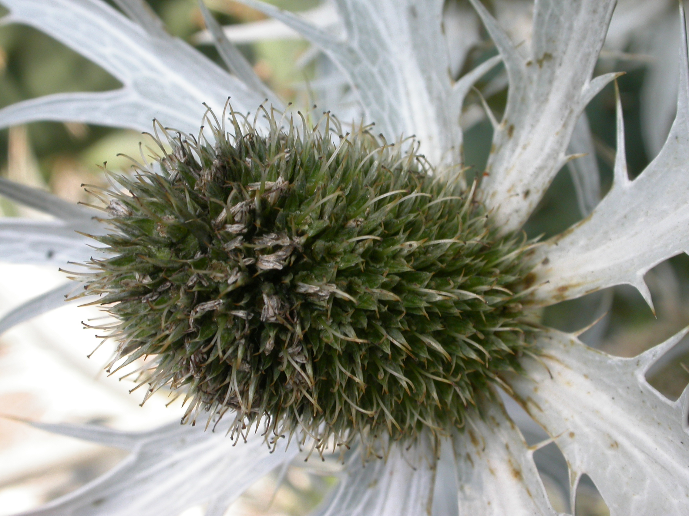 Apiaceae Eryngium eburneum