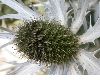image of Eryngium eburneum