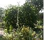 image of Eryngium 