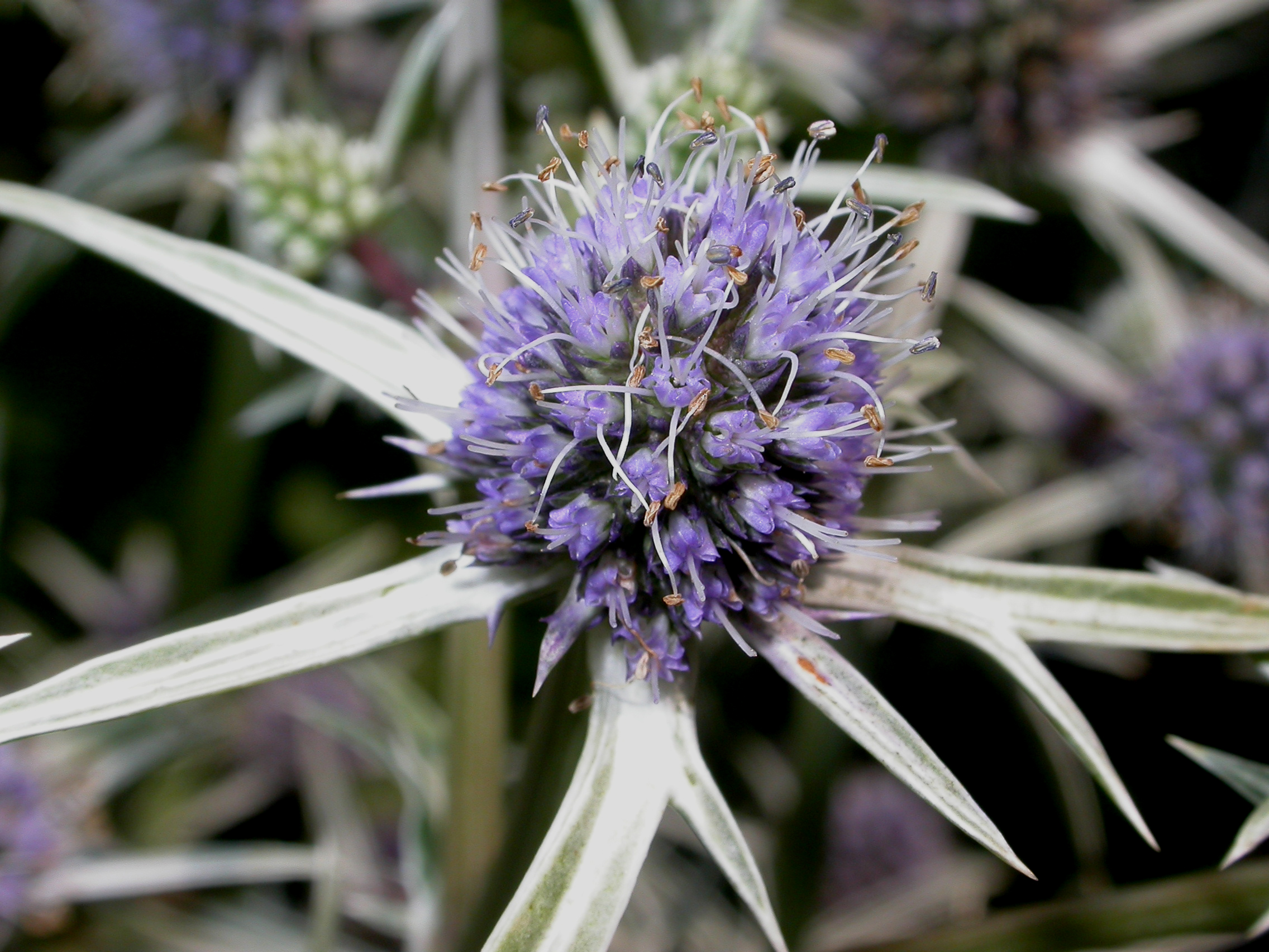 Apiaceae Eryngium varifolium