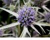 image of Eryngium varifolium