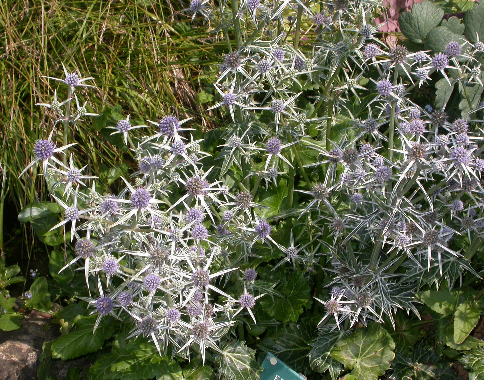 Apiaceae Eryngium varifolium