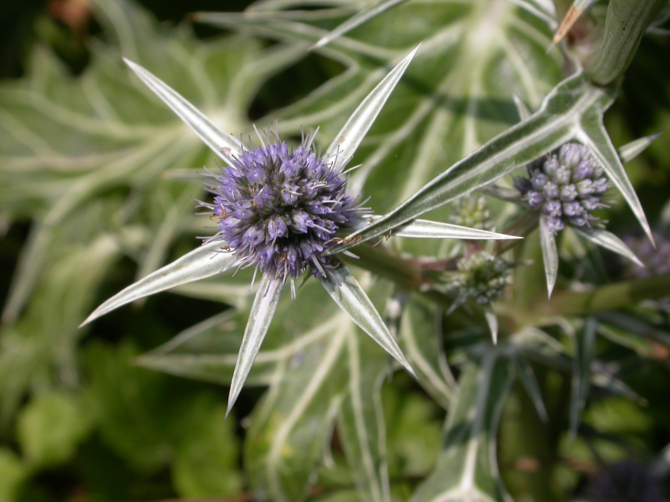 Apiaceae Eryngium varifolium
