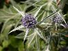 image of Eryngium varifolium